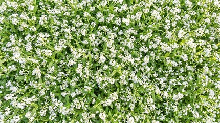 Fototapeta premium A vibrant, high-angle view captures a dense meadow carpeted with countless delicate white wildflowers and lush green foliage, symbolizing spring's renewal