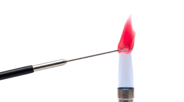 Inoculating loop sterilization in bunsen burner flame, laboratory microbiology equipment, red hot metal wire loop for bacteria culture