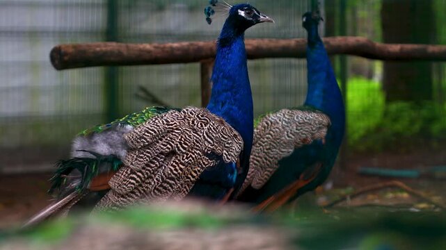 Two peacocks standing side by side in a peaceful environment