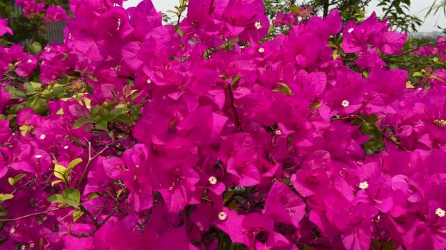 Close up footage of bright fuchsia bougainvillea flowers gently moving in breeze. Detailed tropical blooms with green leaves.