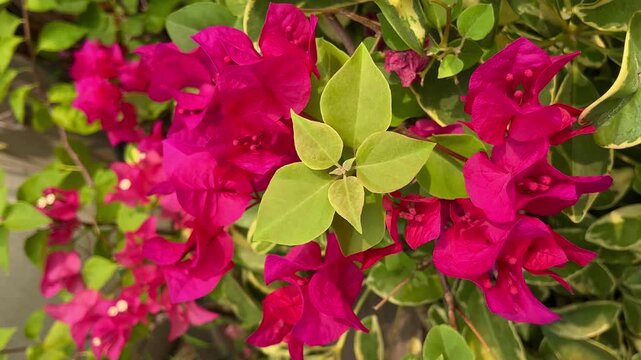 Close up footage of bright fuchsia bougainvillea flowers with green and white variegated leaves gently moving in breeze. Perfect for nature background, summer, spring, garden, wedding and peaceful