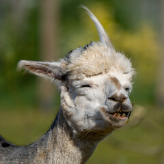 Naklejka premium Funny Smiling Alpaca Chewing Grass in Close Up Portrait 