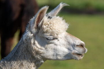 Naklejka premium Close up side profile portrait of a llama with closed eyes, captured outdoors in natural light with a soft blurred green background.