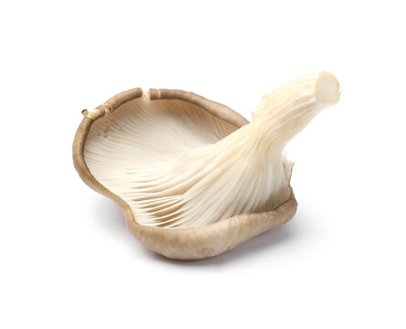 One fresh oyster mushroom isolated on white