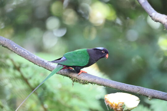 Stella's lorikeet (Charmosyna stellae stellae) is a species of parrot in the family Psittaculidae. It is endemic to New Guinea.