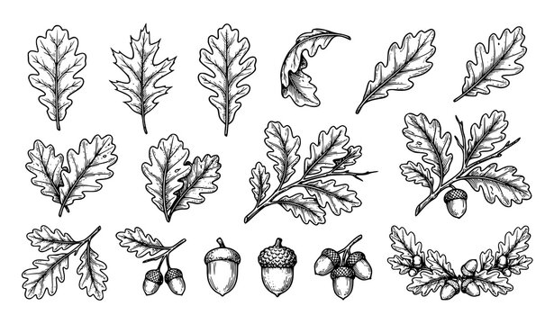 Hand Drawn Oak Leaves Acorns and Autumn Botanical Foliage Collection Isolated on White Background