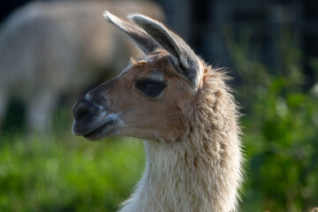 Naklejka premium Close Up Side Profile Portrait of a Llama in Warm Backlight