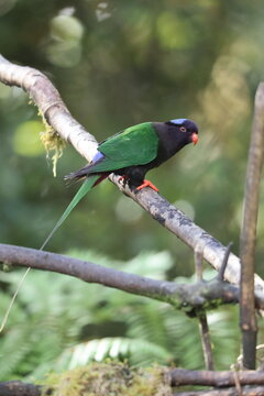 Stella's lorikeet (Charmosyna stellae stellae) is a species of parrot in the family Psittaculidae. It is endemic to New Guinea.