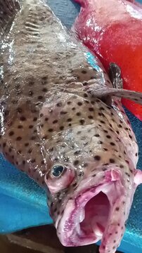 Fresh red grouper and spotted grouper fish on blue surface Kei Islands