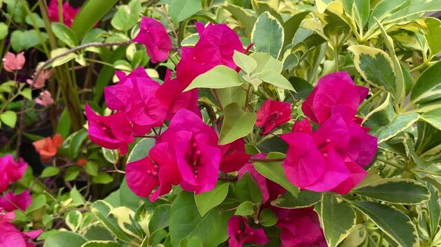 Close up footage of bright fuchsia bougainvillea flowers with green and white variegated leaves gently moving in breeze. Perfect for nature background, summer, spring, garden, wedding and peaceful