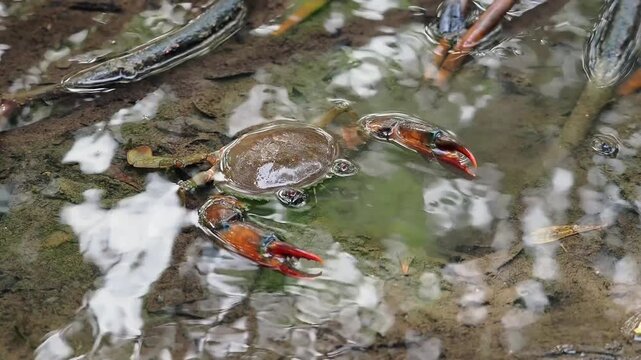 Black crabs or mud crabs are commonly found in mangrove environments they inhabit muddy areas rivers tidal zones and mangrove swamps.
