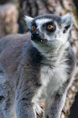Naklejka premium Ring-Tailed Lemur Close Up Portrait with Bright Orange Eyes