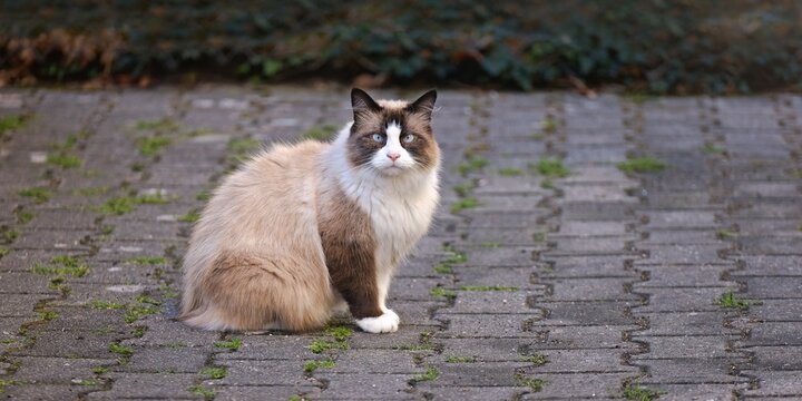 Beautiful ragdoll cat sitting in the backyard and looks funny at camera. Panoramic image with selective focus.