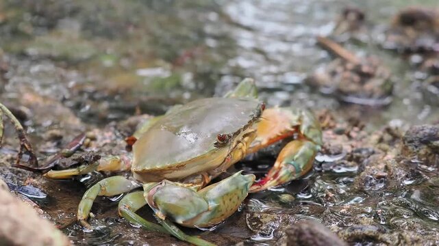 Black crabs or mud crabs are commonly found in mangrove environments they inhabit muddy areas rivers tidal zones and mangrove swamps.