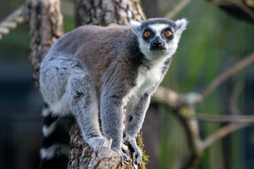 Naklejka premium Ring-Tailed Lemur Perched on Tree Trunk with Bright Orange Eyes