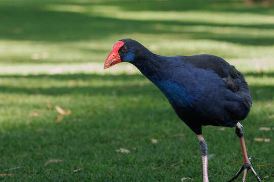 Close up of Australasian swamphen