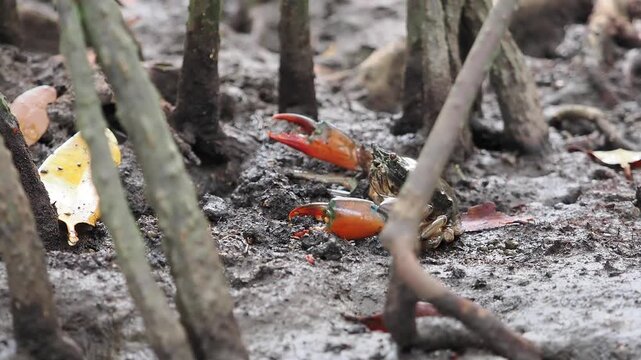 Black crabs or mud crabs are commonly found in mangrove environments they inhabit muddy areas rivers tidal zones and mangrove swamps.