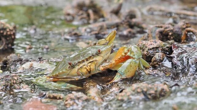 Black crabs or mud crabs are commonly found in mangrove environments they inhabit muddy areas rivers tidal zones and mangrove swamps.