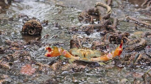 Black crabs or mud crabs are commonly found in mangrove environments they inhabit muddy areas rivers tidal zones and mangrove swamps.