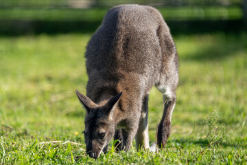 Kangaroo Grazing on Green Grass in Natural Sunlight © Kaspars