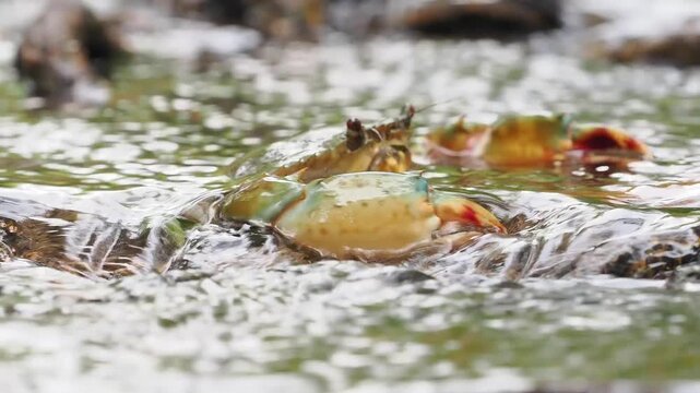 Black crabs or mud crabs are commonly found in mangrove environments they inhabit muddy areas rivers tidal zones and mangrove swamps.