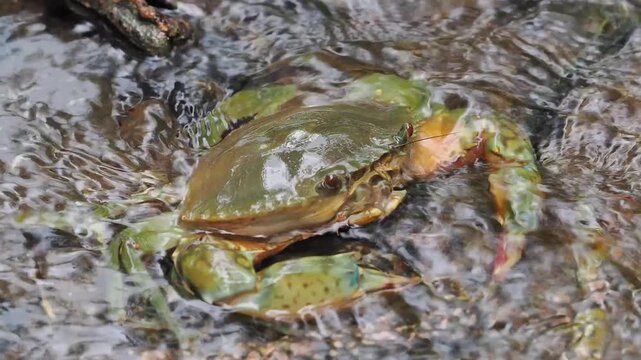 Black crabs or mud crabs are commonly found in mangrove environments they inhabit muddy areas rivers tidal zones and mangrove swamps.