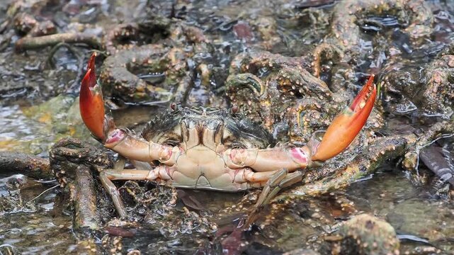 Black crabs or mud crabs are commonly found in mangrove environments they inhabit muddy areas rivers tidal zones and mangrove swamps.