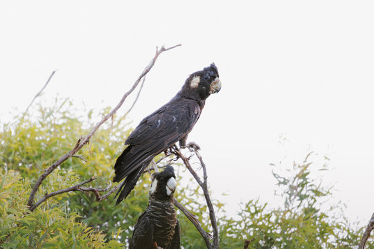 Close-up of Carnaby's Black Cockatoo (Zanda latirostis), Western Australia