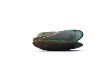 These bivalve mollusks are commonly harvested for food. . mussels on a white background © Pisan