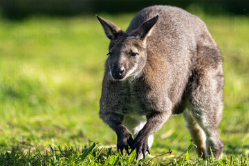 Kangaroo Walking Through Green Grass in Natural Sunlight © Kaspars