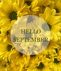 Hello September greeting over a close-up of bright yellow chrysanthemum background. Perfect for seasonal greetings, calendars, invitations, and floral designs. © svf74