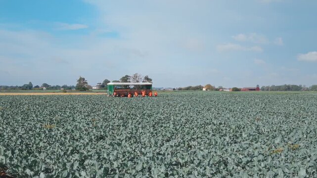 Aerial view of a green tractor moving through a cabbage field