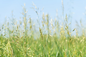 Obraz premium Green meadow grass close up against blue sky background. Texture of wild cereal plants on a summer day. Ecology and freshness concept