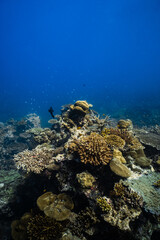 Healthy tropical coral reef ecosystem growing in deep blue ocean. © PIPE DIVE UNDERWATER