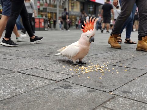 Philippine Cockatoo (Cacatua haematuropygia). the Philippine Cockatoo is critically endangered, mainly because of habitat loss, illegal trapping for the pet trade, hunting, and natural disasters.