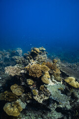 Healthy tropical coral reef ecosystem growing in deep blue ocean. © PIPE DIVE UNDERWATER
