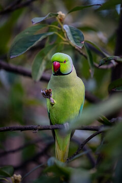 Rose-ringed parakeet holding food while perched on a branch