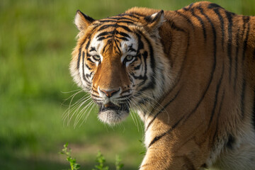 Obraz premium Close Up Portrait of an Amur Tiger Looking at the Camera