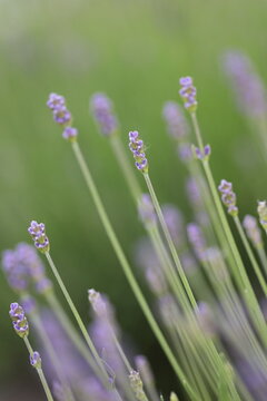 紫色のラベンダーのつぼみ