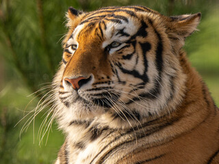 Fototapeta premium Close Up Portrait of an Amur Tiger Looking Away