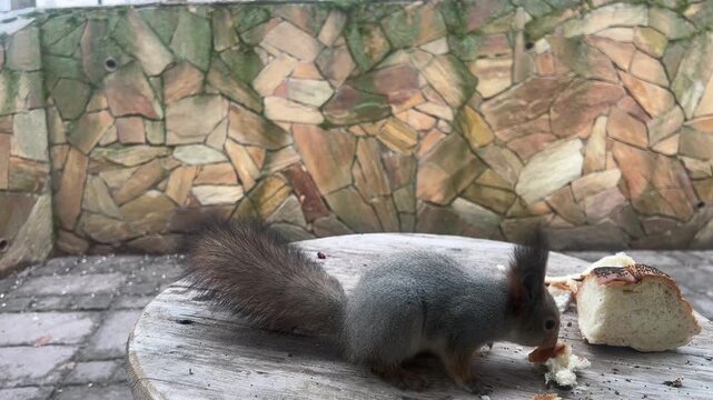 Close up view of a small gray squirrel with a reddish-brown face and large bushy tail standing on a wooden table outdoors and nibbling on white bread scraps on a cloudy day.