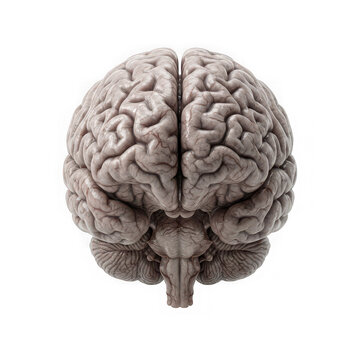Front view of realistic human brain model isolated on white background