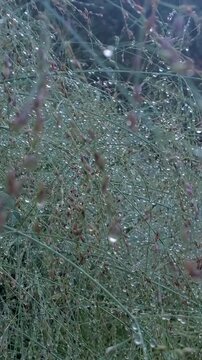 Dew Drops on Wild Grass