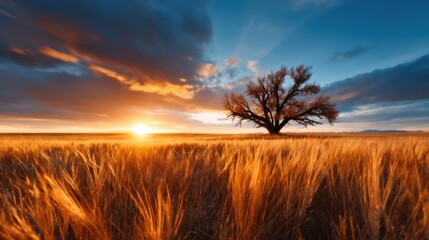 Fototapeta premium A stunning sunset paints the sky in vibrant colors above a golden field, illuminating the beauty of nature and evoking a sense of peace and wonder in the viewer.