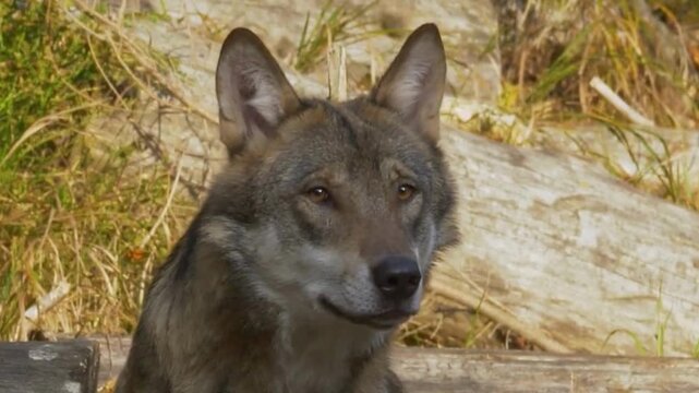 Gray Wolf Alert Beside Fallen Logs