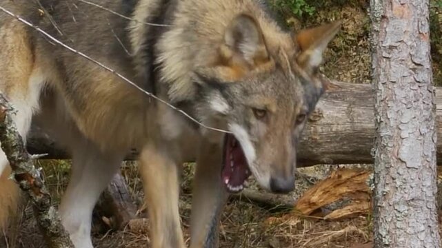 Gray Wolf Sniffing Forest Floor