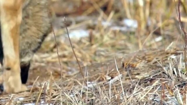 Gray Wolf Sniffing Dry Grass