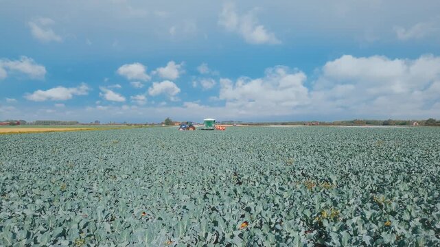 Vast field of green cabbage plants under a bright blue sky