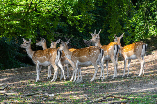 Spotted deer herd at forest edge
