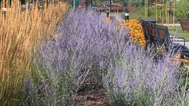 Perovskia atriplicifolia nel parco, salvia russa siberiana con bellissimi fiori di colore viola